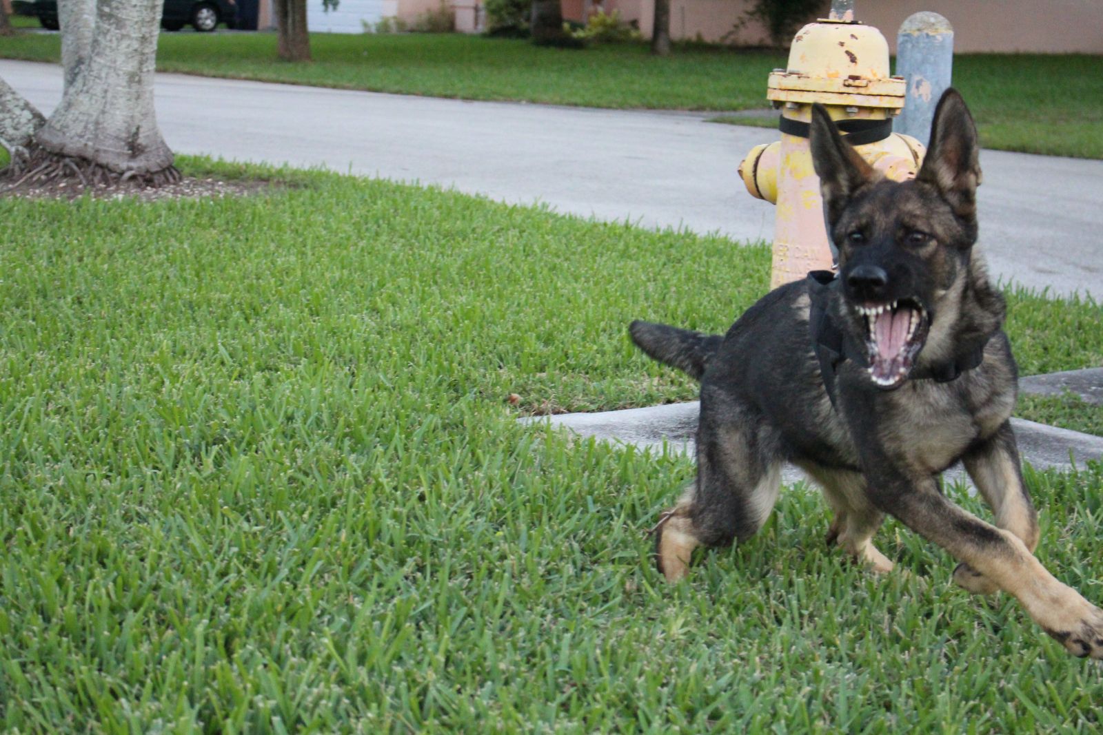 German shepherd personal best sale protection