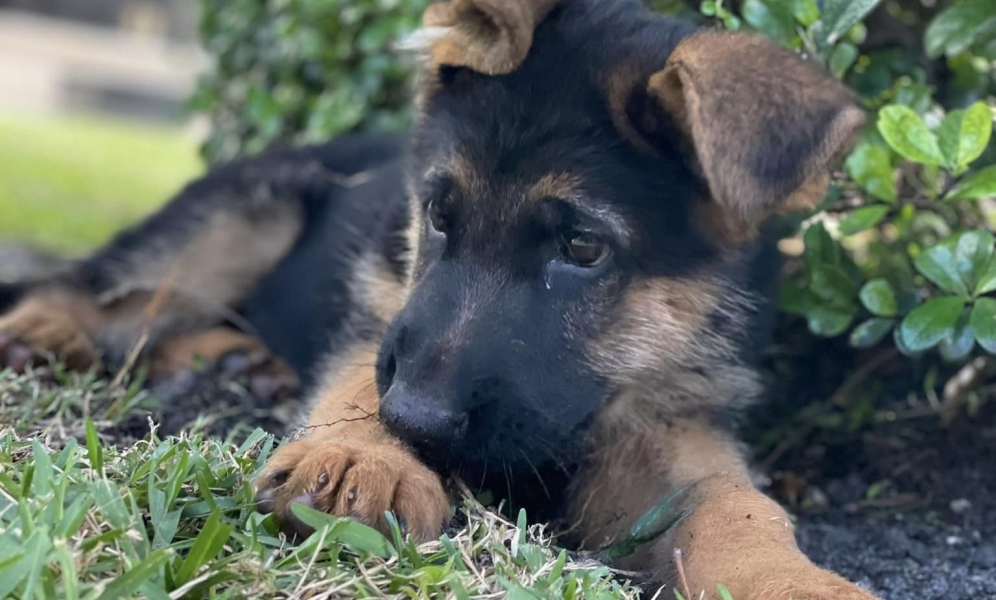 Juta Vom Harterhund Harter Hund German Shepherd juta-vom-harterhund-harter-hund-german-shepherd