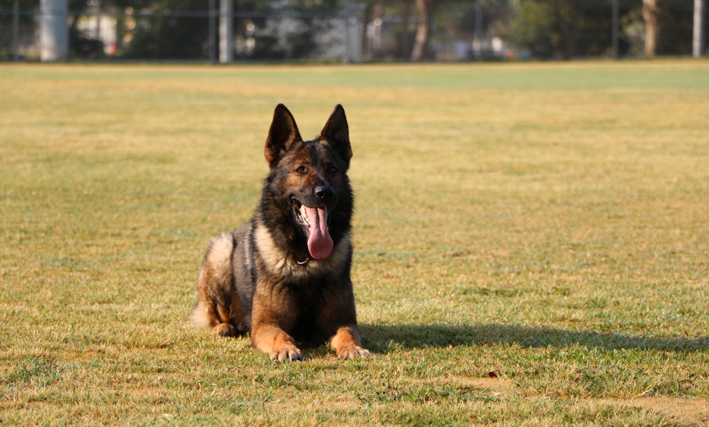 German sales shepherd database