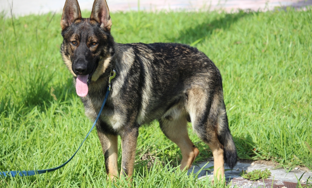 11 month shop old german shepherd